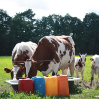 Doe als een boer-Dag