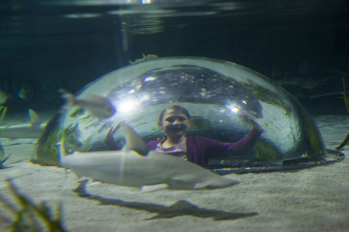 Met circa 1,5 miljoen liter water en meer dan 5.000 zeedieren is Oberhausen het grootste SEA LIFE Aquarium van Duitsland. Win kaarten bij MoodKids.